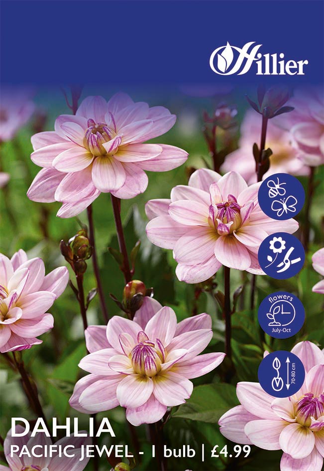 8718641998823 1 HS928 Dahlia Pacific Jewel.jpg